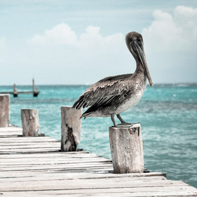 CC在线压力测试